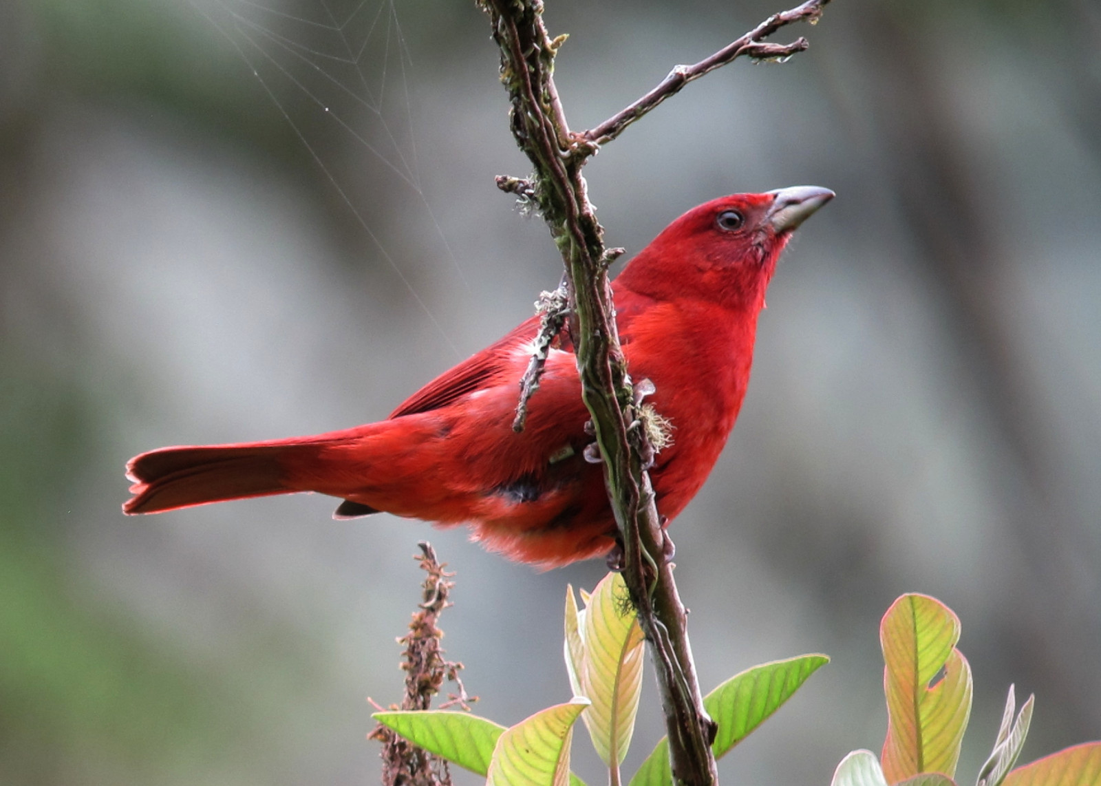 image Hepatic Tanager